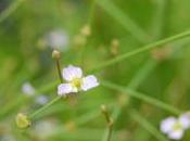 Plant Week: Alisma Plantago-aquatica