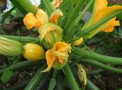 Courgettes