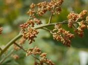 Plant Week: Macleaya Cordata