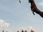 Dock Jumping Competitions Test Dogs’ Leaping Abilities