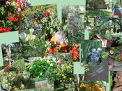 Flowers July from Patio