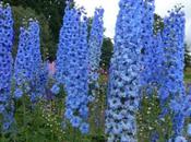 Delectable Delphiniums