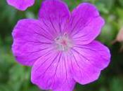 Plant Week: Geranium Sanguineum