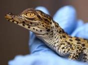 Year Cuban Crocodile Babies National