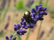 Rosemary Beetle