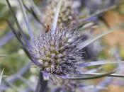 Plant Week: Eryngium Bourgatii