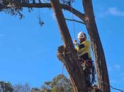 Professional Tree Pruning Matters