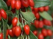 Goji Berries: Origin, Nutrition, Health Benefits Side-Effects