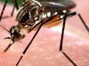 Temporary Gene Editing Could Help Solve Mosquito Problem