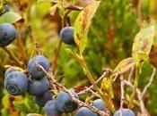 Bilberry: Origin, Ultimate Nutrition, Dosage, Interaction, Health Benefits Side-Effects