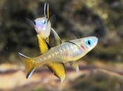 Pacific Blue Eyed Fish from Australia Some History Austria