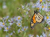 This Spring Outside Getting Into Butterfly Watching!