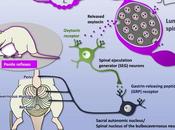 Oxytocin Enhances Male Sexual Activity