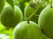 Need Know About Monk Fruit Sweeteners