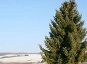 What Plant Under Pine Trees?