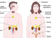 Anatomy Endocrine System Mystery