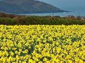 Yellow Daffodils