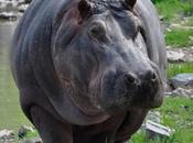 Invasive Hippos Escobar Terrorise Nation