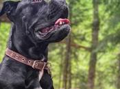 Cane Corso Pitbull Mix: Powerful with Heart!