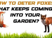 Deter Foxes That Keeps Coming into Your Garden?