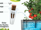 Aerogarden Reviews Everything Need Know