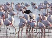 Lead Shotgun Pellets Lake Cyprus Causing Death Flamingos.