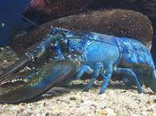 Lobstermen Finding More Colors Catch