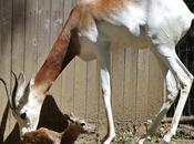 Gazelle Birth National Surprises Visitors (See Video!)