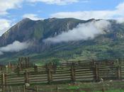Wildflowers Colorado High Country