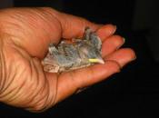 House Sparrow Just Hatched