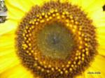 Sunflowers Pips: from Landing Garden