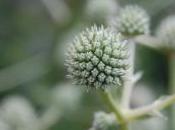 Plant Week: Eryngium Paniculatum