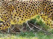 Cheetah Breaks Speed Record Beats Usain Bolt Seconds
