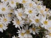 Plant Week: Olearia Phlogopappa