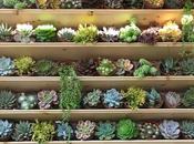 Ways Decorate Your Home With Succulents