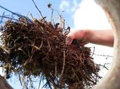 Hair Compost? (And Good Fertilizer?)
