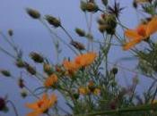 POEM: Clifftop Flowers