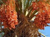 Date Palm