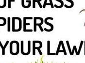 Grass Spiders from Your Lawn