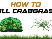 Kill Crabgrass? Complete Guide