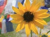 POEM: Color Scrublands [Ottava Rima]