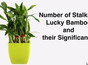 Number Stalks Lucky Bamboo Their Significance