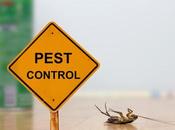 Insect Pest Infestation What Know Eradicate Issue