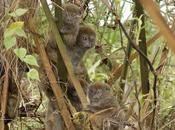 Learnings from Madagascar's Failed Experiment