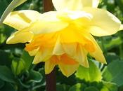Daffodils Crow