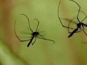 Mosquito That Doesn’t Bite You, Even Though Could