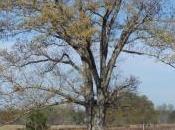 POEM: Sprout’s Life [PoMo Imagist]