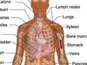 Diagram Human Internal Orgins Free Body Organs, Download Clip Art, Anatomynote.com Found Anterior View Organs from Plenty Anatomical Pictures Internet.