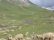 POEM: Shepherd Dream [PoMo Eclogue]