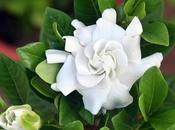 Costliest Flower from Garden Though